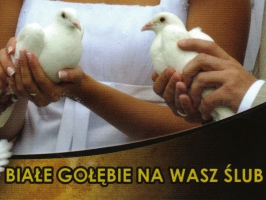 ślub Malbork - Białe gołębie na wasz ślub